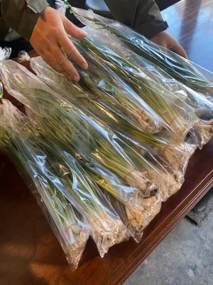 本日、マルシェ限定
葉にんにく✨
販売します〜

一袋200円